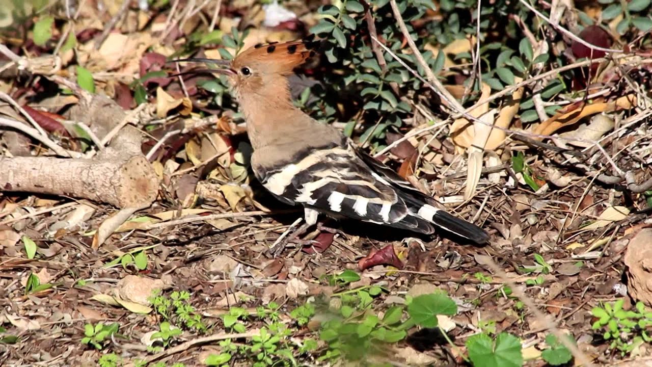ПТИЦА УДОД СОШЛА С УМА! - YouTube