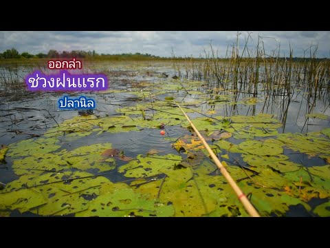 ล่าปลาก่าใหญ่ หนองทุ่งใหญ่ ช่วงฝนเเรก / บ้านนอก EP.748