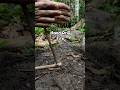 Traditional fire making, Hand Drill #primitivefirelighting #bushcraft