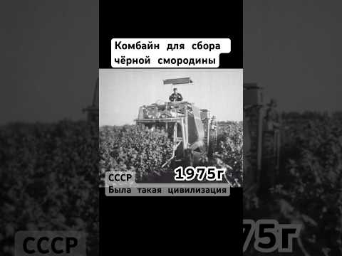 Комбайн для сбора чёрной смородины #комбайн #авто #чернаясмородина #ягода #сбор #ссср #шортс #shorts