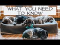 Top Things To Know When Picking Up Your New Puppy