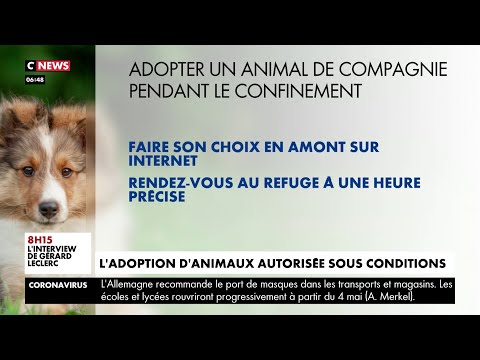 Vidéo: Les Dangers De L'adoption D'animaux De Compagnie De L'extérieur Du Pays