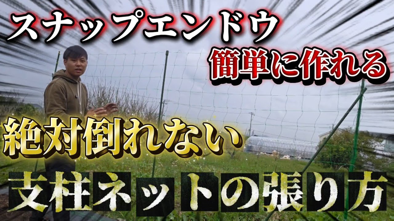 【スナップエンドウ】簡単に丈夫な支柱ネットの作り方！！風にも負けない支柱とは？