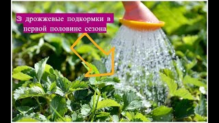 Подкормка клубники! 3 дрожжевые подкормки для клубники в первой половине сезона.