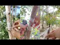 Easy grafting, really good seedlings part 42