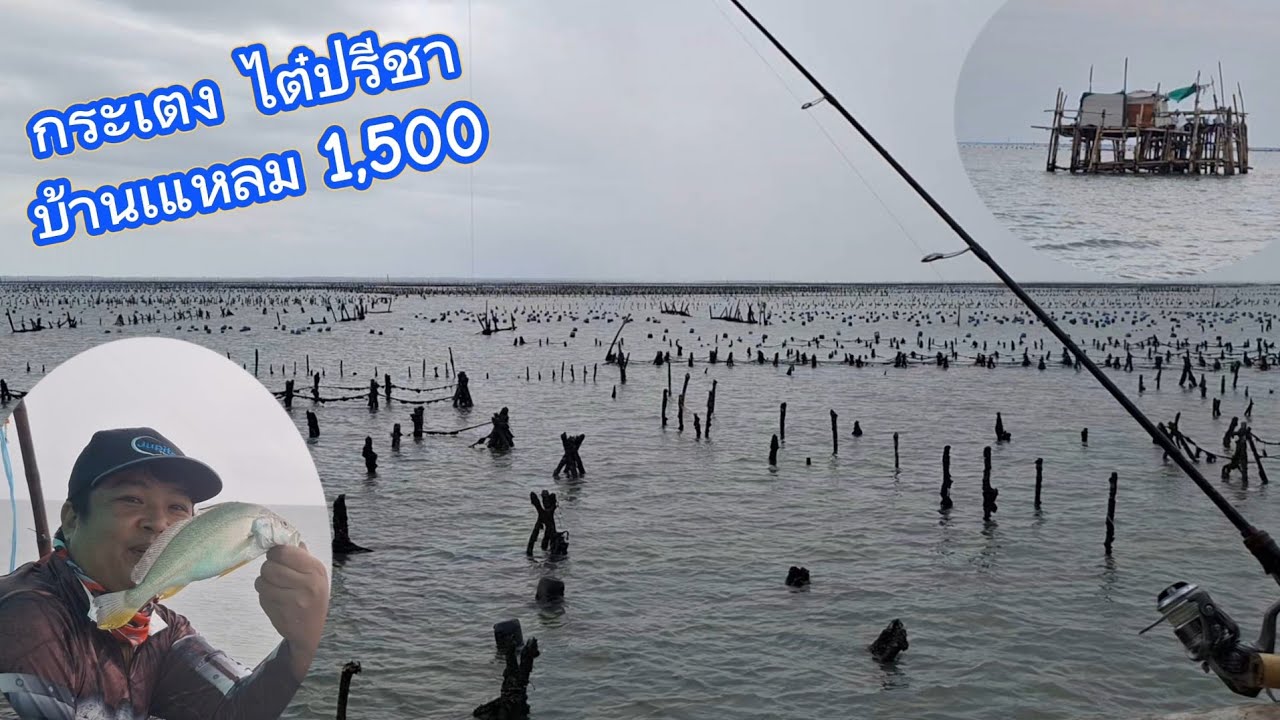 EP.26 ลุยกระเตง ไต๋ปรีชา บ้านแหลม จ.เพชรบุรี #กระเตงตกปลา #ตกปลาเห็ดโคน