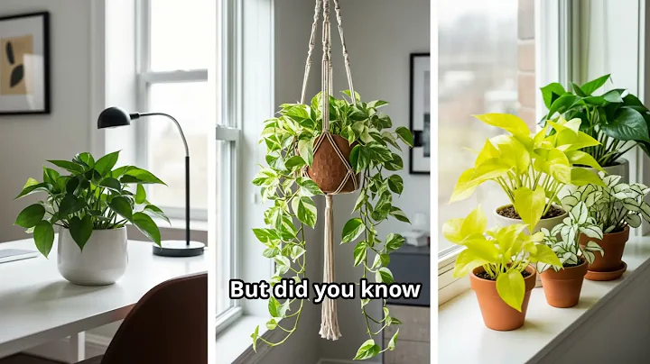Pothos Varieties For Every Plant Parent