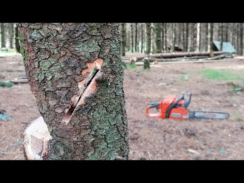 Bore Cutting Small Diameter Leaners - Felling Practice - Husqvarna 435 Chainsaw