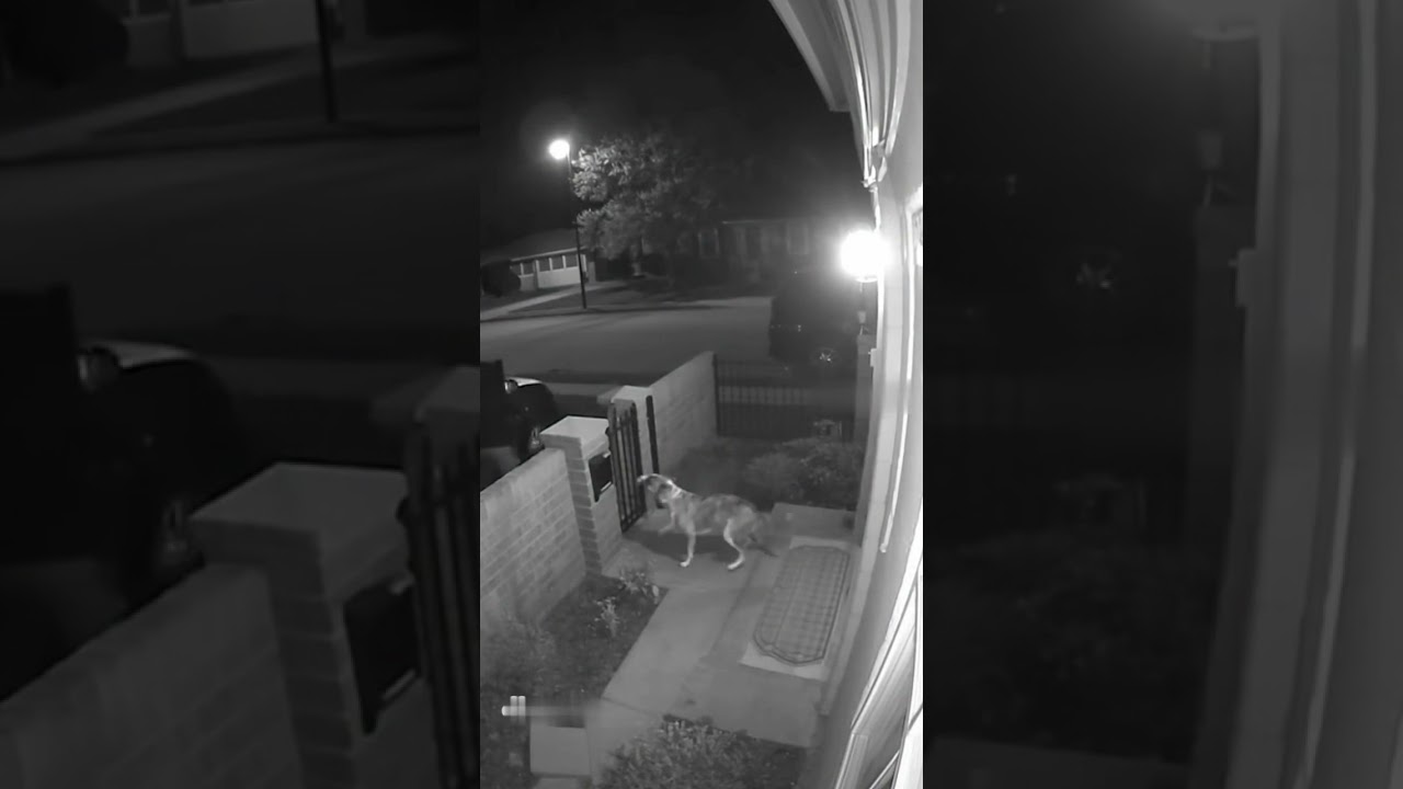 Do you trust dogs to protect your home at night?