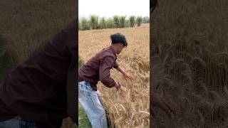 Ma To Barsin Katne Jarahu Mrsahib040Anding