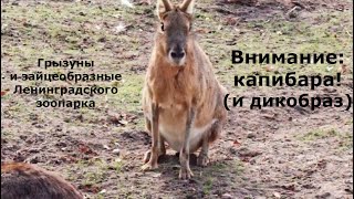 видео: Внимание: капибара! (и дикобраз). Грызуны и зайцеобразные в Ленинградском зоопарке. Руссо туристо-49 картинка: Внимание: капибара! (и дикобраз). Грызуны и зайцеобразные в Ленинградском зоопарке. Руссо туристо-49