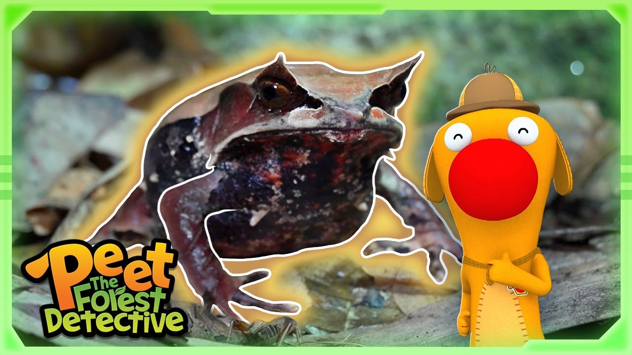 Horned Frogs Hunting ALL Insects! 🐸 | Nature Stories For Kids | Peet The Forest Detective