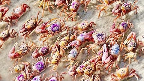 HOW TO CATCH FIDDLER CRABS! (EASIEST WAY TO CATCH FIDDLER CRABS)