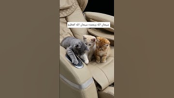 أللهم إجعل القرآن الكريم ربيع قلوبنا ونور صدورنا #قران #المصحف