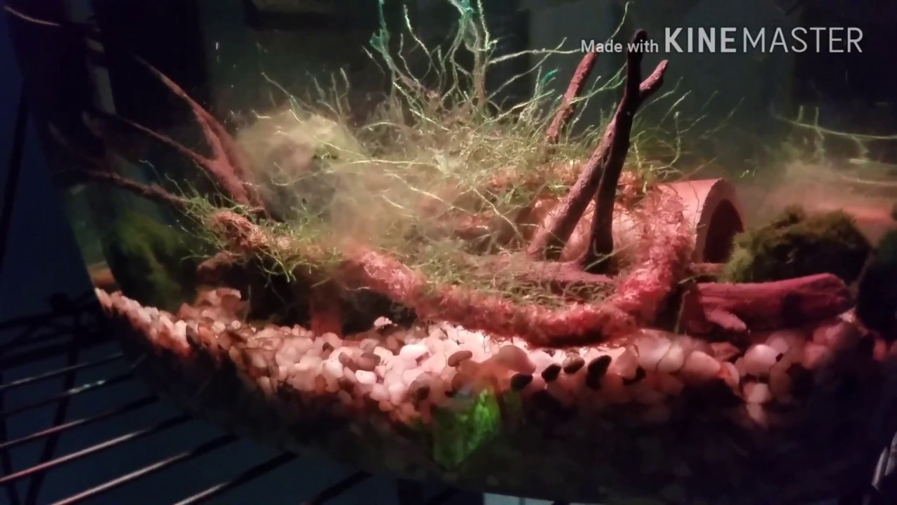 My favorite Top Fin Betta tank