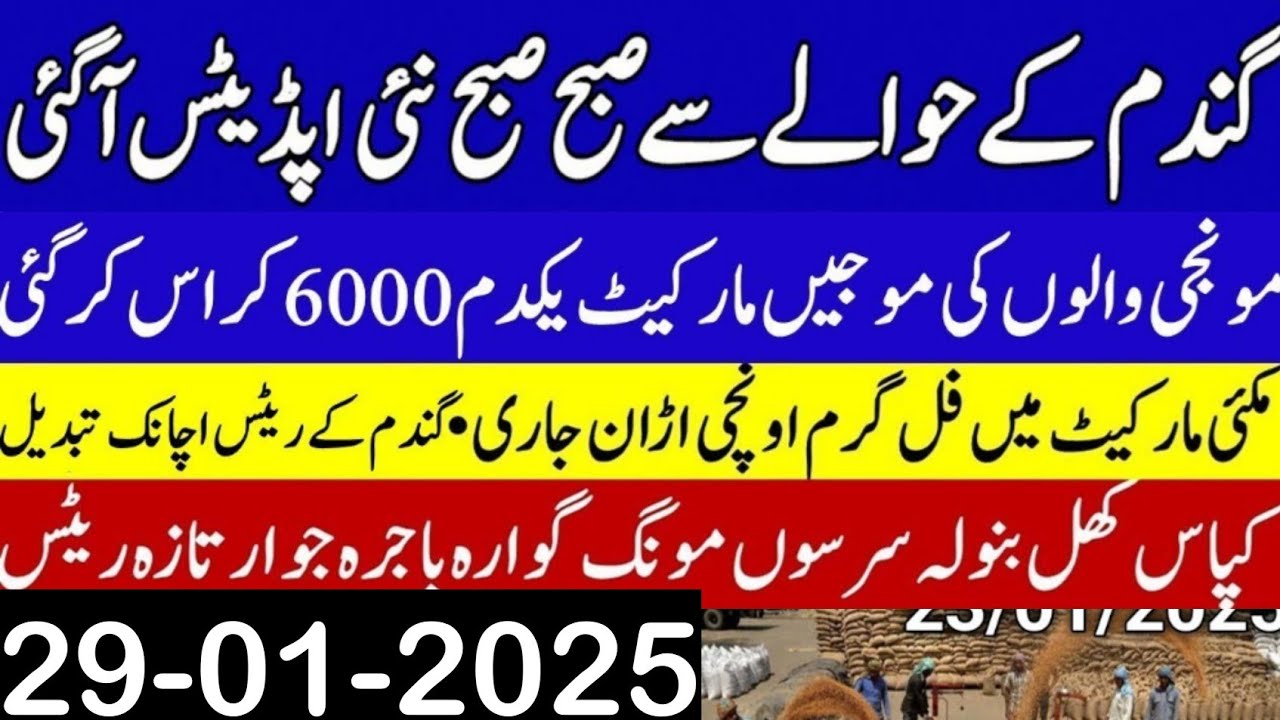 wheat price today/wheat Future price 2025/Munji rates today 2025/Gala ...