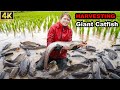 Ancient Fishing Skill: Harvesting 1000Kg of Giant Fish for Sale + Grilling Them! 🐟🔥