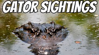 Wildlife Encounters at Arthur R. Marshall Refuge, Boynton Beach