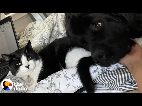 Video: Reddingshond wordt een emotionele ondersteuning Huisdier tot een schuilplaats vol met katten