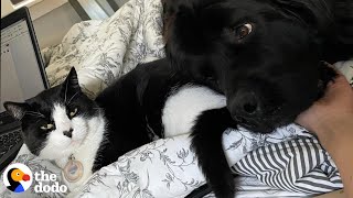 Giant Dog's Emotional Support Animal Is A Cat | The Dodo