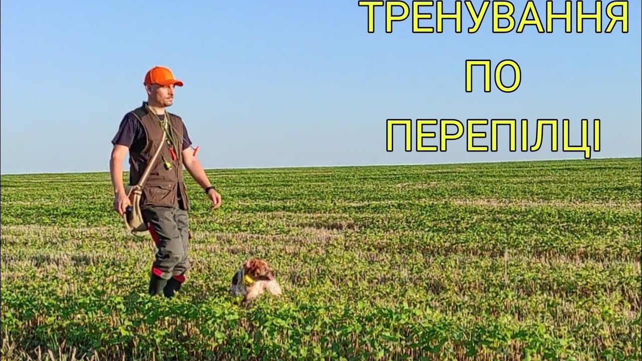 Epagneul Breton TERRY & DIK | Тренування по перепілці