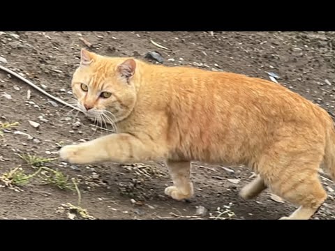 2026年3月7日 wild cat