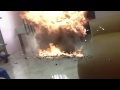 Cão explosivo