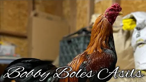 Pure Bobby Boles Asils - MOJAVE FARM