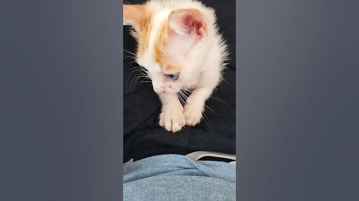 Watch the video about Rarest variation of Siamese flame point cat in the world