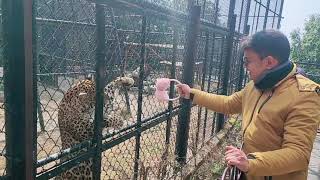 Playing with Leopard || Rahul Kiran Vlogs