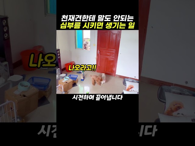 홈캠으로 천재견한테 심부름 시키면 벌어지는 일 ㄷㄷ