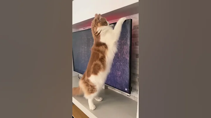 Video 8749991: maine coon mix, maine coon sounds, mainecoon