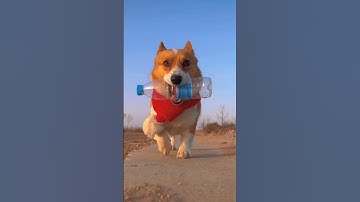 hết tết rồi đi lụm chai kiếm tiền thôi #chomeo