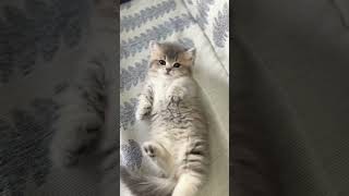 Tickle-induced purrfection screenshot 4