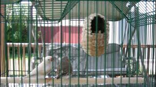 Two male zebra finches singing