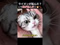 ライオンが転んだ?いや、猫が転んだ!🦁🐾