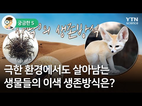 [궁금한S] 극한 환경에서도 살아남는 생물들의 이색 생존방식은?   / YTN 사이언스