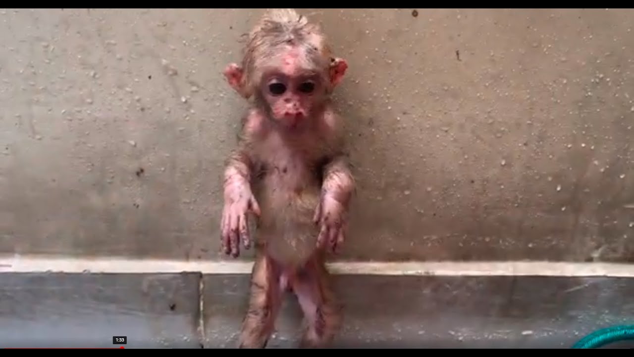 Baby monkey Miker #monkey #monkeybaby #monkeys #monkeyvideo #monkeydluffy #monkeylove #monkeyking
