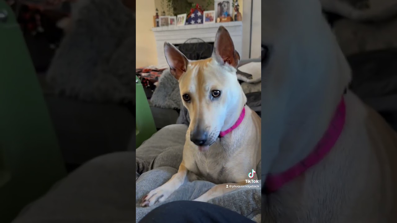 Primrose the Phu quoc ridgeback 🤣🖤🐕 