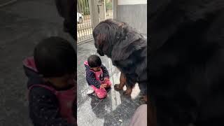 tibetan mastiff big dog love baby