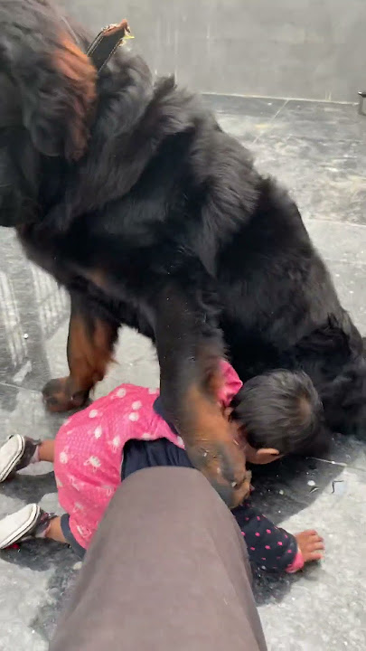 tibetan mastiff big dog love baby