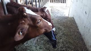 Calf Eats My Bandana