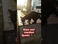 276 FEEDING STRAY CATS