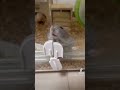 知ってる人は知っている#ハムスター #hamster #ハムスターのいる生活 #小動物 #かわいい #日常 #ペット #animal