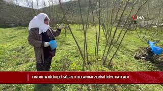 Fındıkta Bilinçli Gübre Kullanımı Verimi Ikiye Katladı
