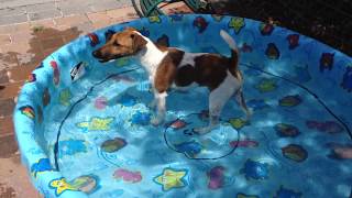 Pip's Pool by Pip The Smooth Fox Terrier 91 views 6 years ago 25 seconds