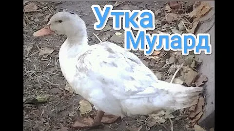 Как растёт утка Мулард на протяжении четырех месяцев.
