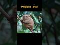 Tarsiers are small primates that are native to Southeast Asia.