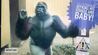 Download Lagu DAY 2 : Postpartum | Restless Silverback Gorilla | GENKI \u0026 MOMOTARO MP3