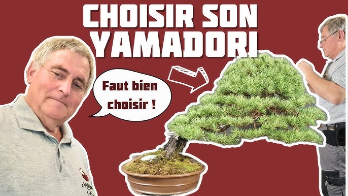 Comment poser le mastic cicatrisant pour bonsai